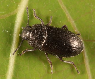 Blapstinus metallicus