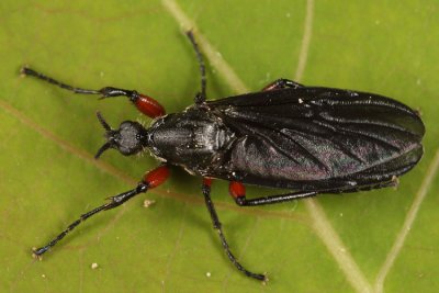 Bibio femoratus (female)