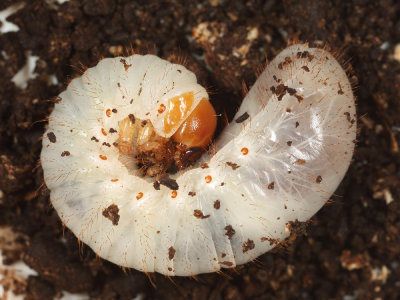 Osmoderma sp. larva