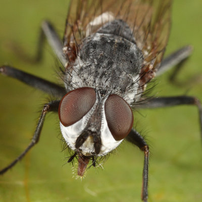 Leucophora sp.