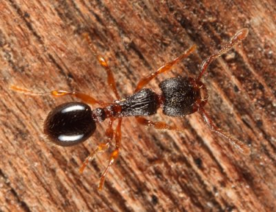 Myrmecina americana