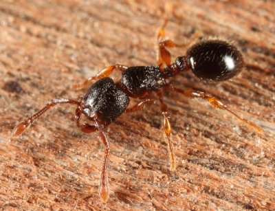 Myrmecina americana
