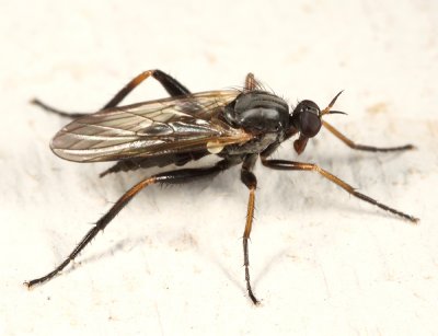 Rhamphomyia sp.