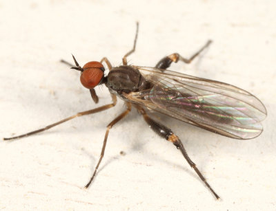 Rhamphomyia sp.