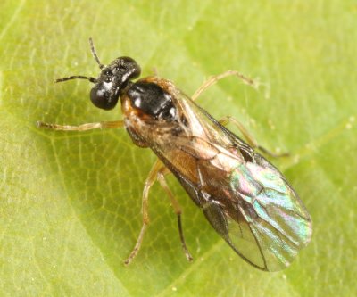 Acordulecera dorsalis