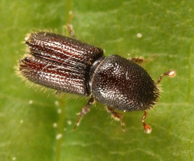 Orthotomicus caelatus