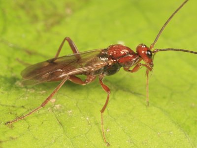 Proctotrupes pallidus (male)