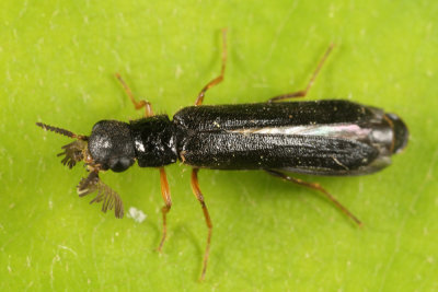 Ship-timber Beetle - Lymexylidae - Elateroides lugubris