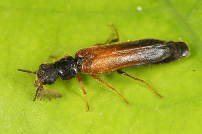 Ship-timber Beetle - Lymexylidae - Elateroides lugubris
