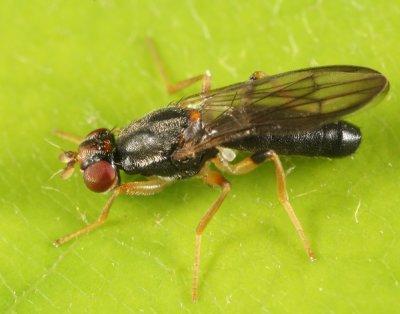 Chyliza erudita