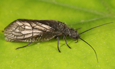 Sialis sp.