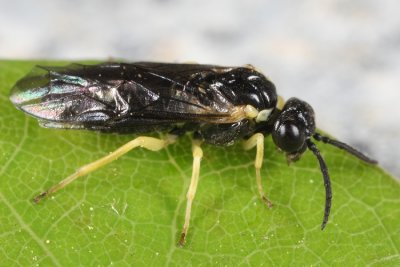 Aneugmenus flavipes