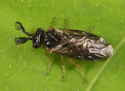 Monoctenus sp.