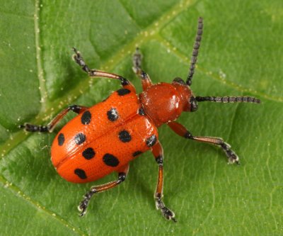 Twelve-spotted Asparagus Beetle - Crioceris duodecimpunctata