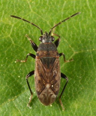 Peritrechus fraternus