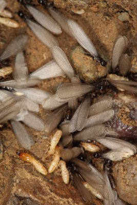 Eastern subterranean termites - Reticulitermes flavipes