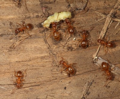 Lasius sp.