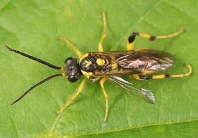 Macrophya formosa