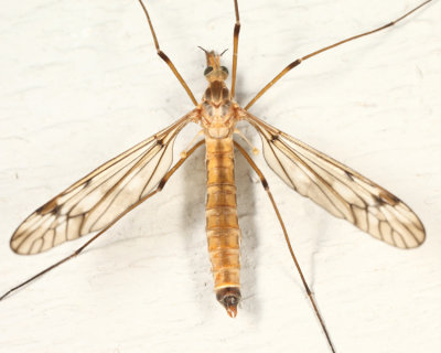 Tipula fuliginosa