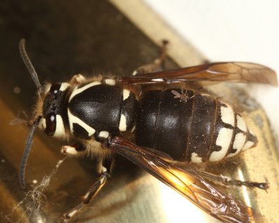 Baldfaced Hornet - Dolichovespula maculata (queen)
