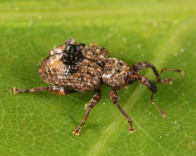 Plum Curculio - Conotrachelus nenuphar