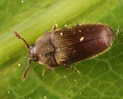 Trixagus carinicollis