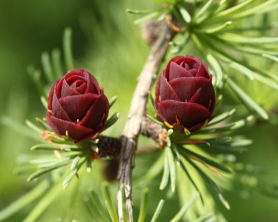 Larch buds - Larix sp.