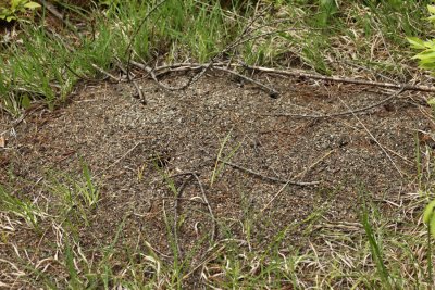 Alleghany Mound Ant - Formica exsectoides