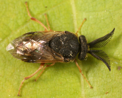Introduced Pine Sawfly - Diprion similis (male)