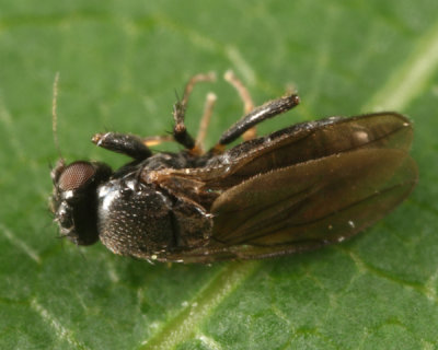 Nearcticorpus sp.