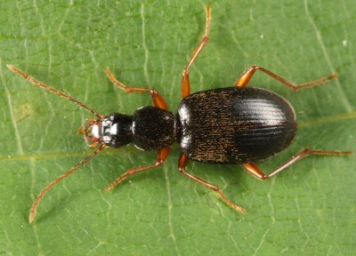 Atranus pubescens