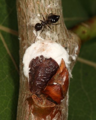 Cottony Scale on poplar - Pulvinaria sp.
