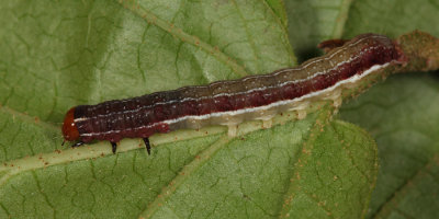 9934 - Franclemont's Sallow - Eupsilia cirripalea