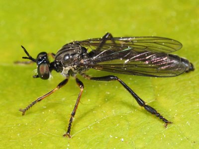 Dioctria hyalipennis