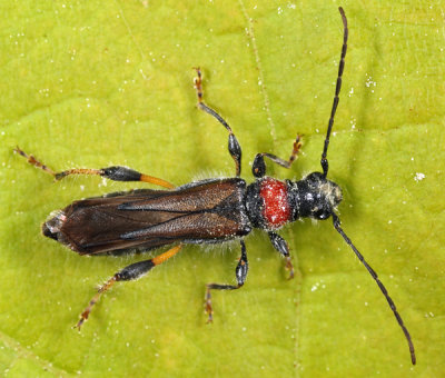Blood-necked Longhorned Beetle - Callimoxys sanguinicollis