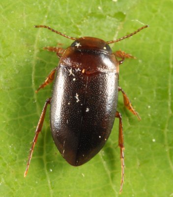 Hydrocolus stagnalis