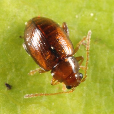 Margaridisa atriventris