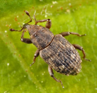 Bagous nebulosus