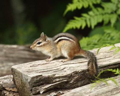 Eastern Chipmunk - Tamias striatus