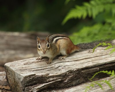 Eastern Chipmunk - Tamias striatus