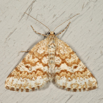 6638 - Powder Moth - Eufidonia notataria