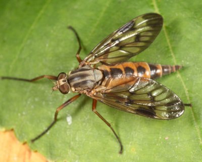 DownlookerSnipefly - Rhagio scolopaceus