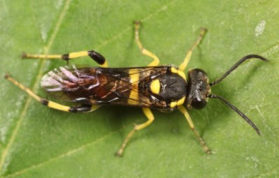 Macrophya bifasciata