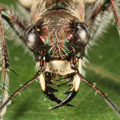 Cicindela repanda repanda