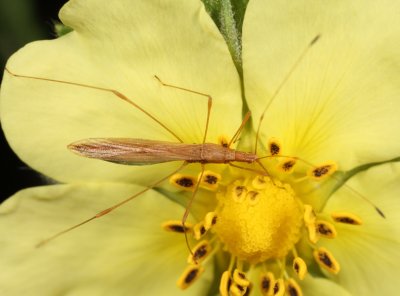 Stilt Bugs - Berytidae