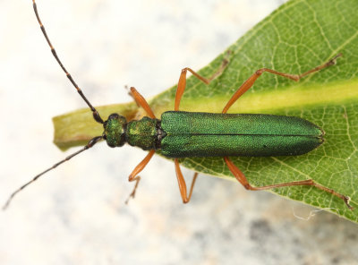 Encyclops caerulea