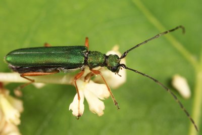 Encyclops caerulea