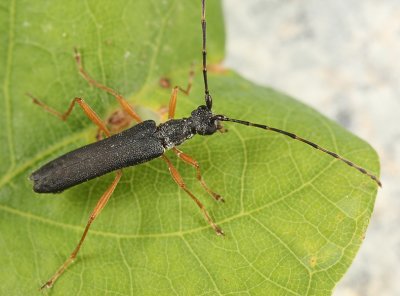 Encyclops caerulea