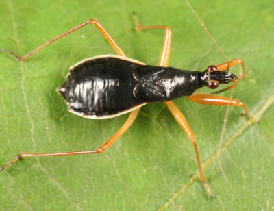 Black Damsel Bug - Nabis subcoleoptratus