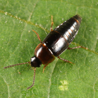 Tachinus corticinus (female)